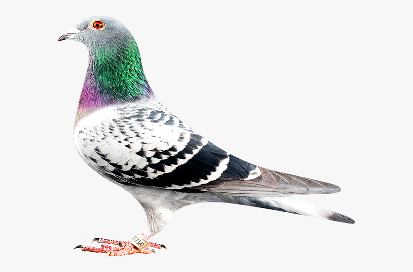 golden checkered pigeon